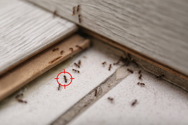 Best Insect Control  in Cavalero, WA